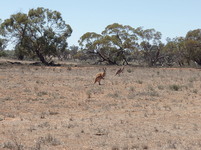 big red roos