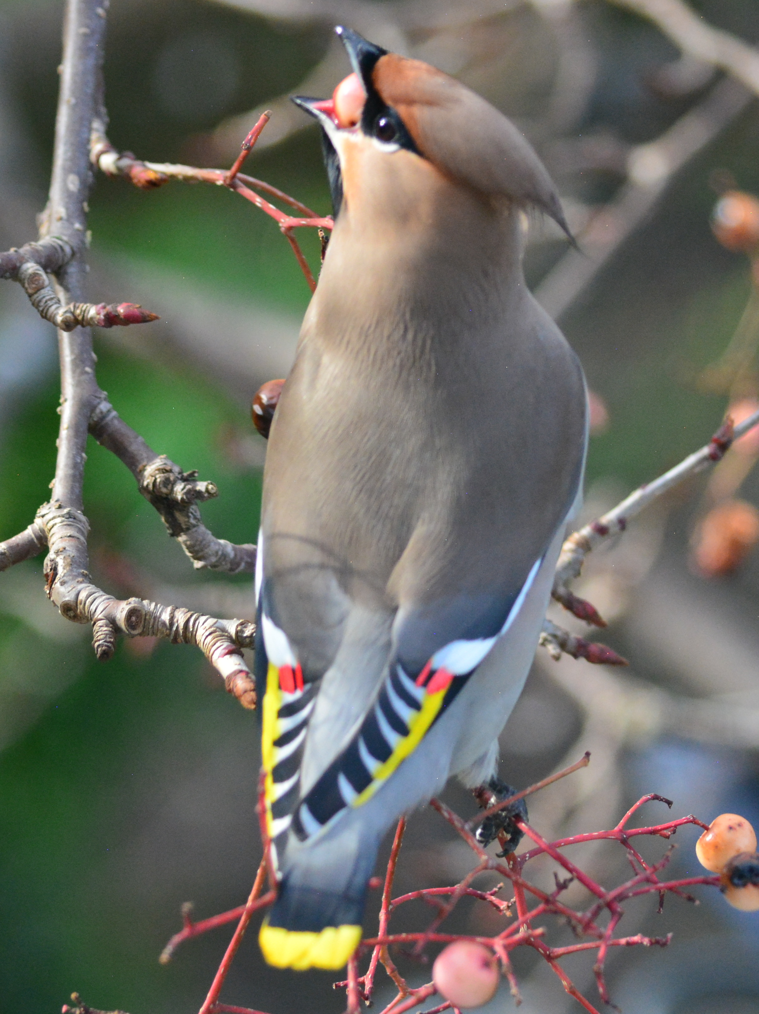 Waxwing eating the last of the berries