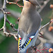 Waxwing eating the last of the berries