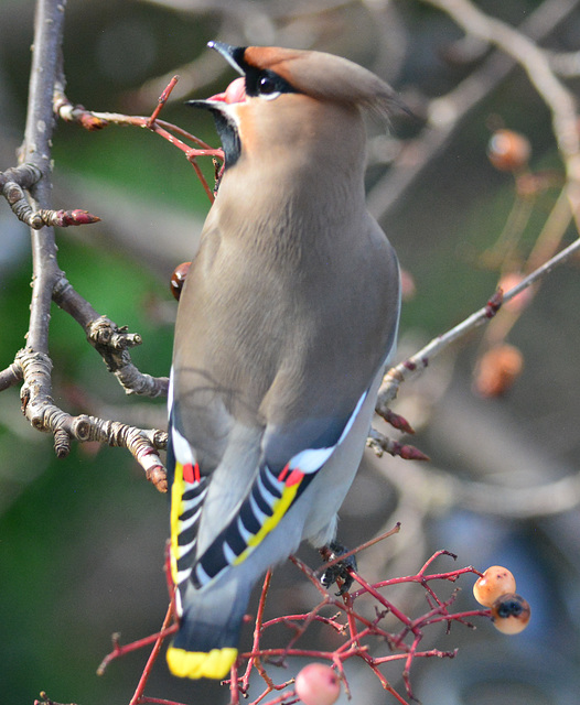 Waxwing eating the last of the berries