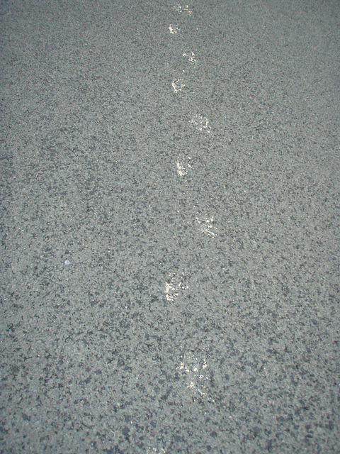 wombat tracks