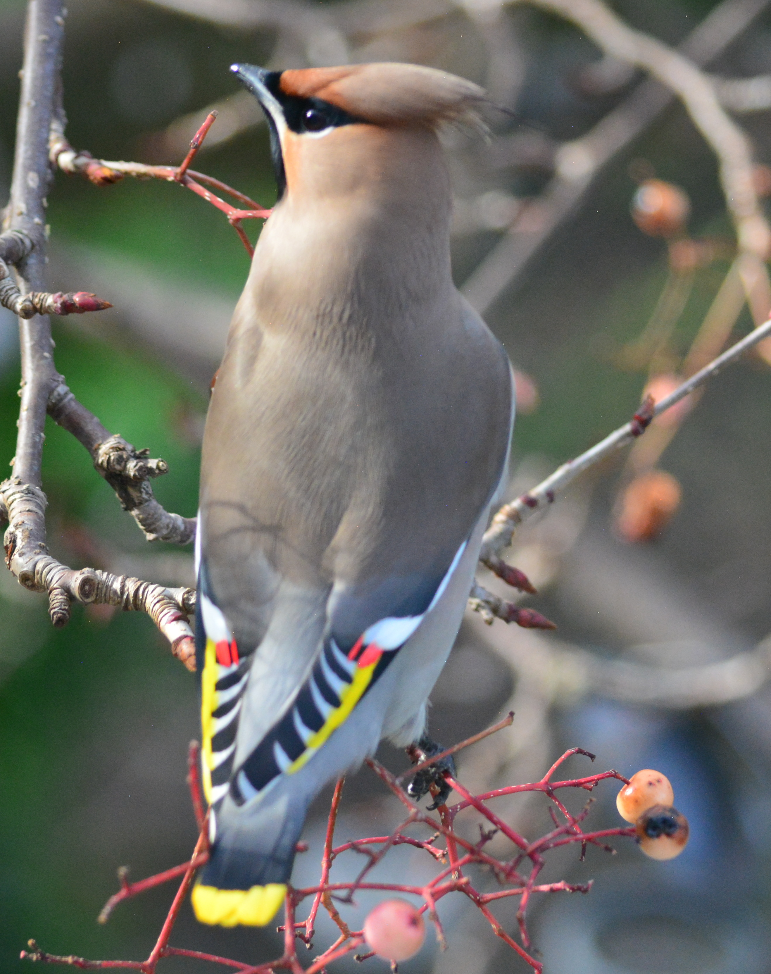 Waxwing