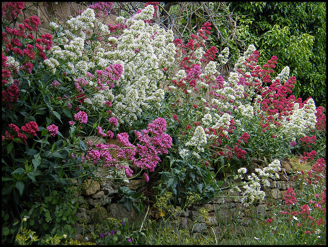 valerian on a wall