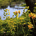 Sunny Spring Afternoon in the Pond  Garden