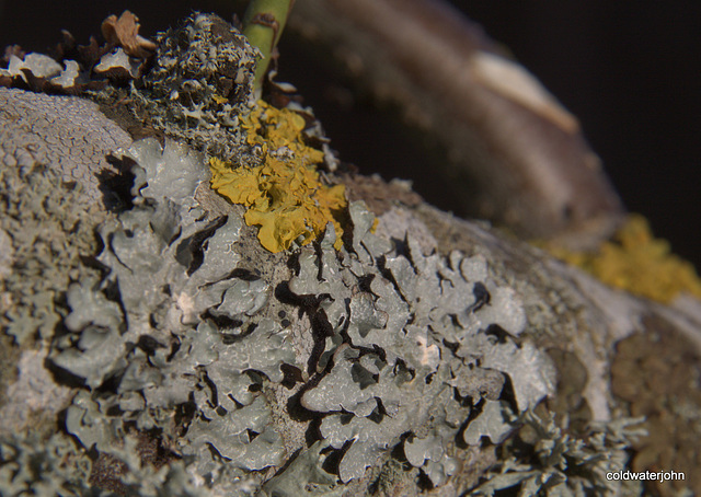 Where is a Lichen man when you need one? Where is a Lichen man when you need one?
