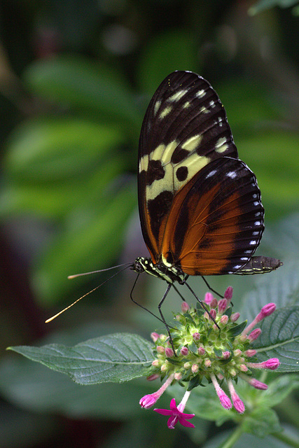 Heliconius doris