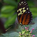 Heliconius doris