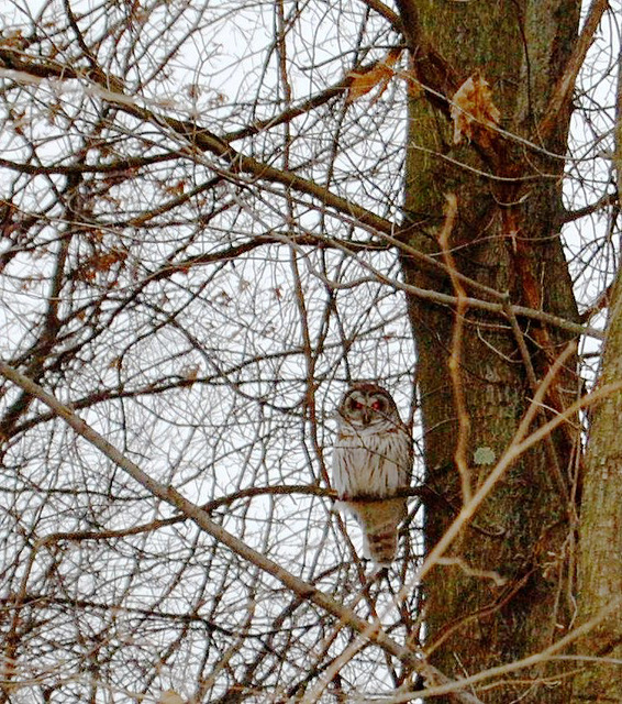 Wise Old Barred Owl