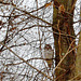 Wise Old Barred Owl