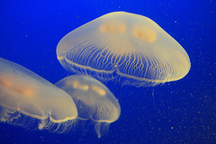 Moon Jellies