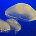 Moon Jellies