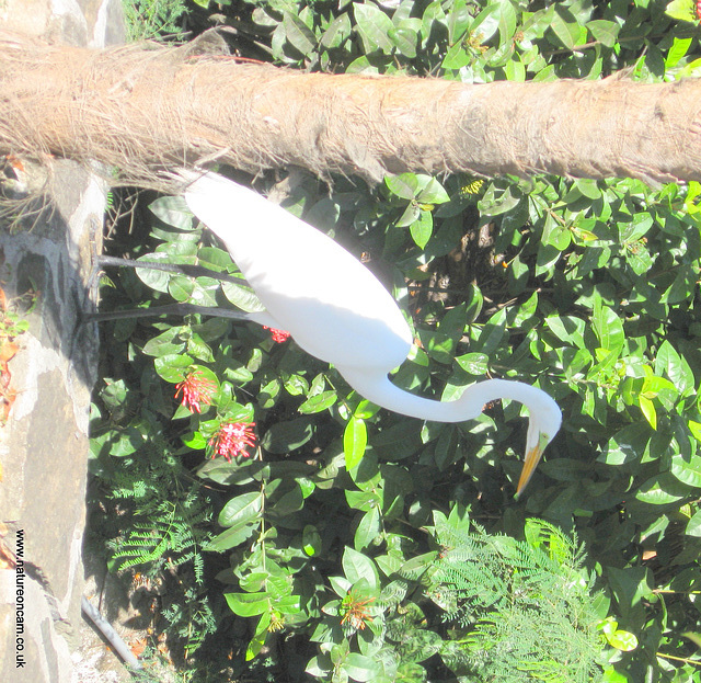 Egret