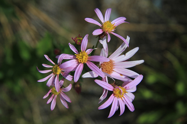 Cascades Aster