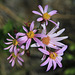 Cascades Aster