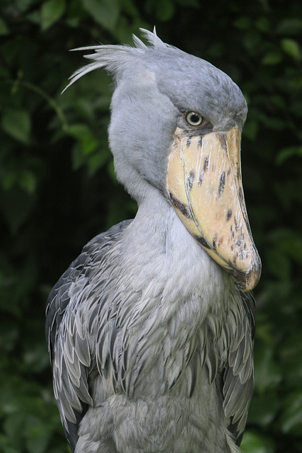 Shoebill Shoebill