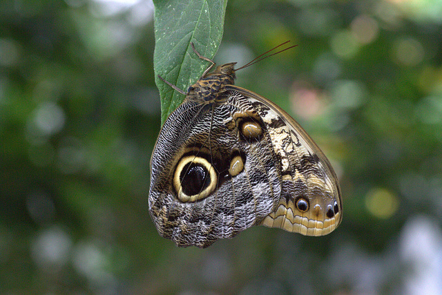 Owl Butterfly (Caligo memnon)