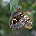 Owl Butterfly (Caligo memnon)