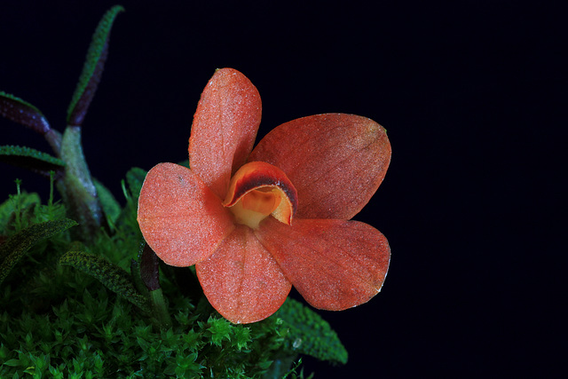 Dendrobium cuthbertsonii