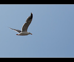 Gull in Flight