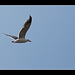 Gull in Flight