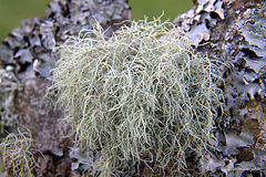 Where is a Lichen man when you need one?