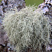 Where is a Lichen man when you need one?