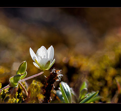 Spring Sandwort: An Extreme Cleanup! (2 images below)