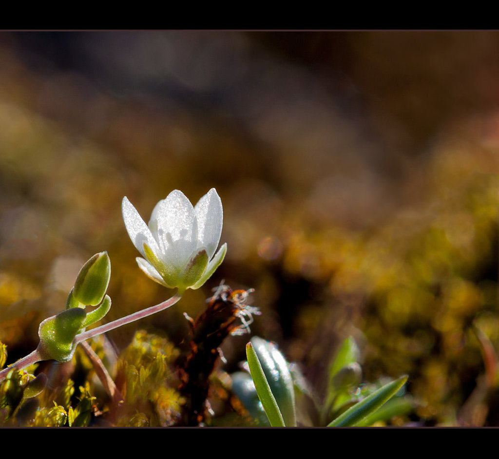 Spring Sandwort: An Extreme Cleanup! (2 images below)