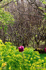 Sunny Spring Afternoon in the Pond  Garden