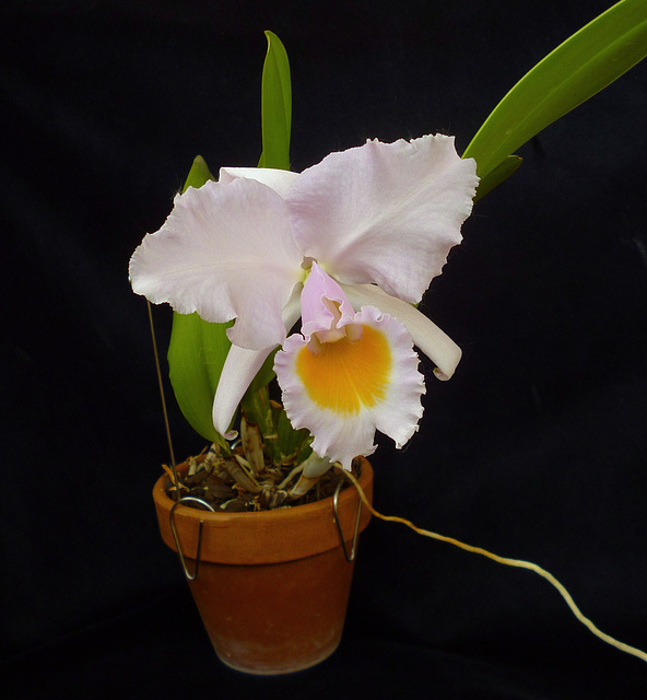 Cattleya schroederae