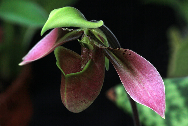 Paphiopedilum hainanense