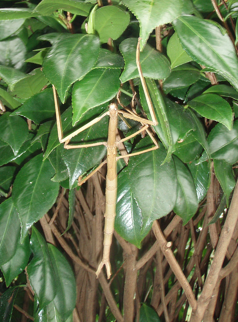 stick insect