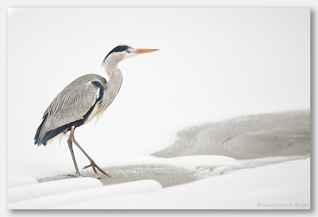 Grey Heron (Ardea cinerea)