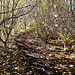 Path through the Hazels - Autumn 5153466187 o