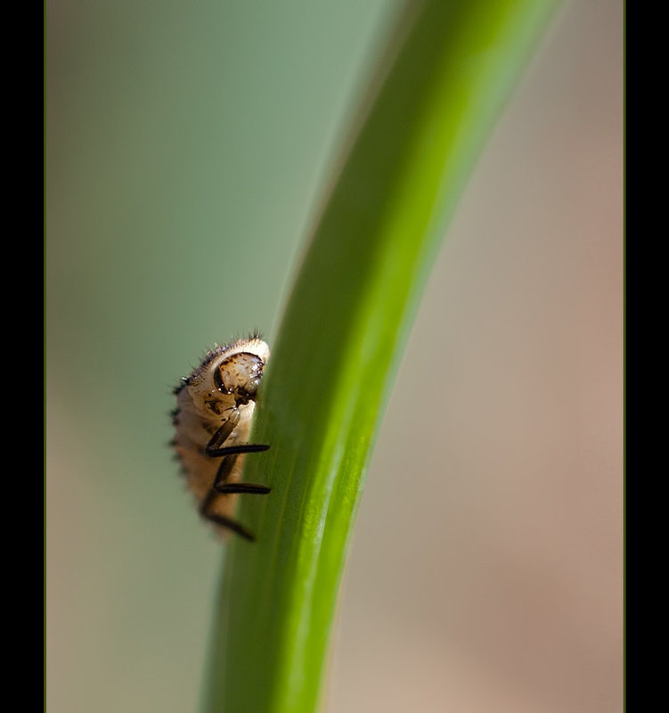 Peekaboo! I See You!