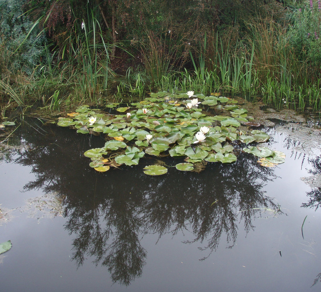 waterlillies on our pond