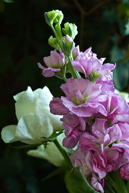 stocks and tulips