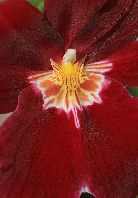 Miltonia Maui Mist 'Red Beauty'