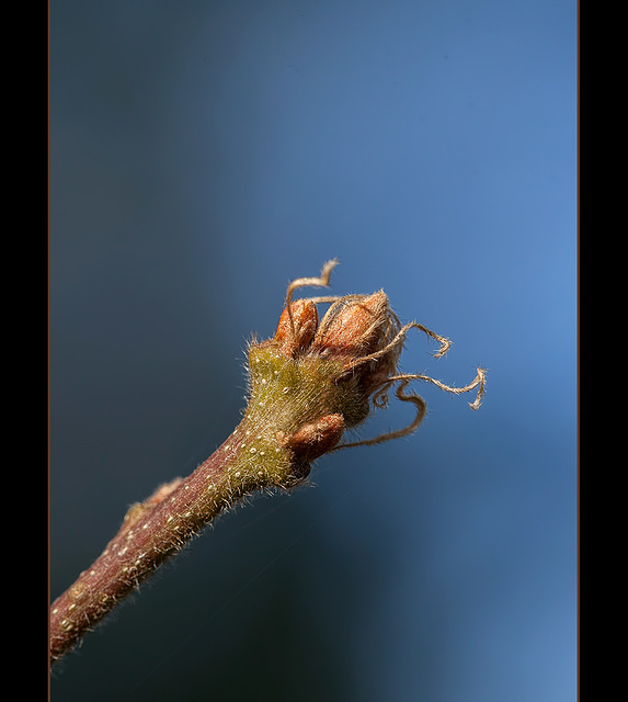 Budding Leaves (3 other pictures below!)