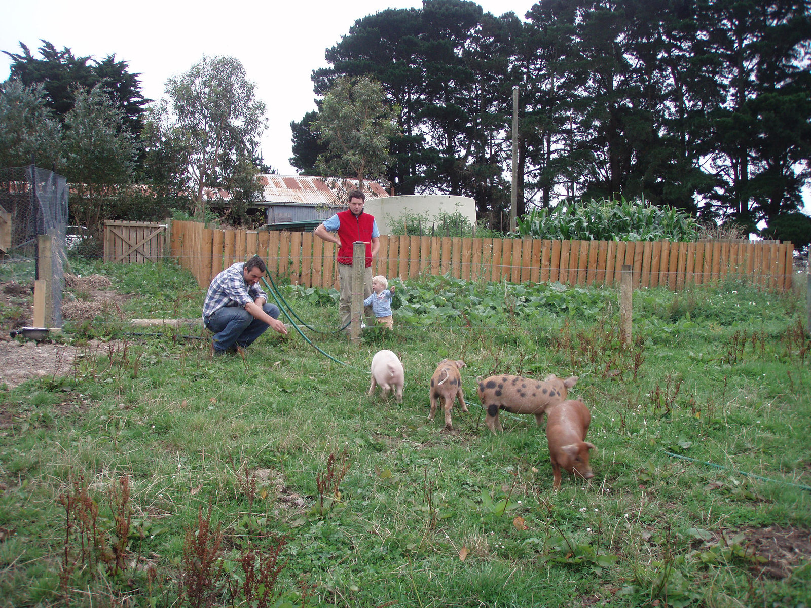 the piggies go exploring