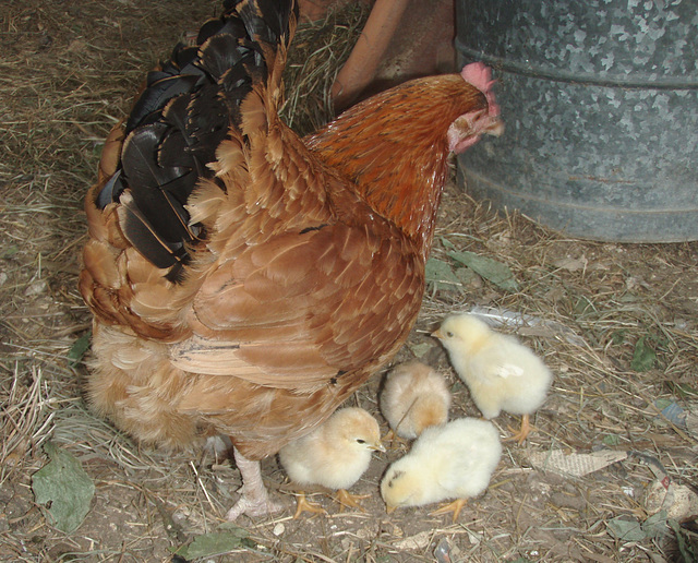 bantam and her brood of 4
