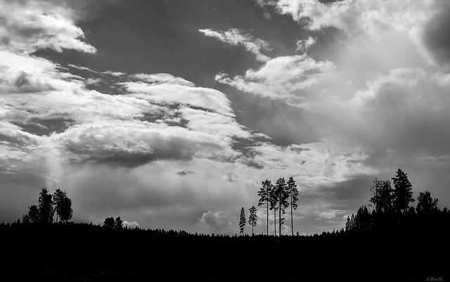 last trees of a former forest