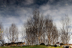 Inverted reflections at dusk