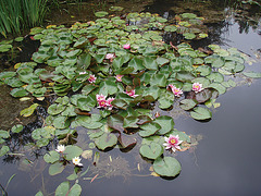 waterlillies on our pond