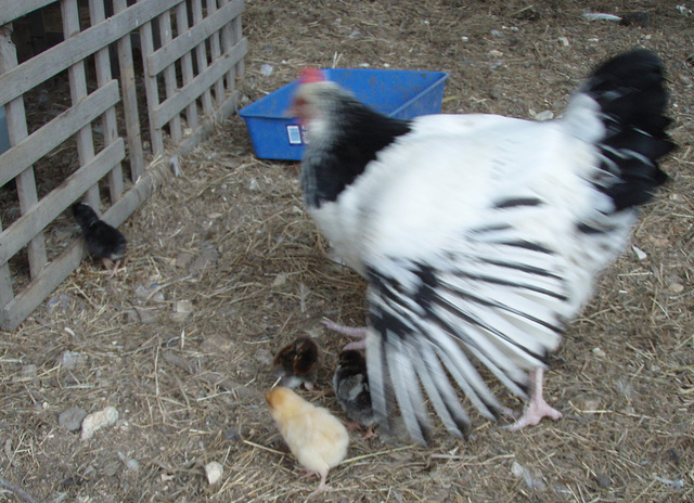 Mama Giulia and her chicks