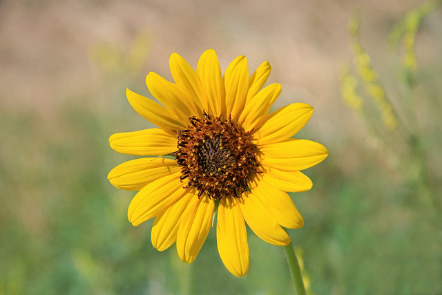 Sunflower