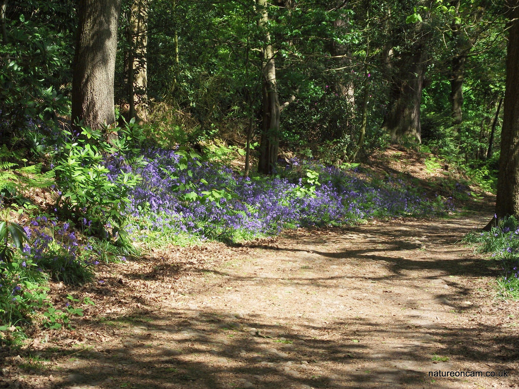 More Blubells