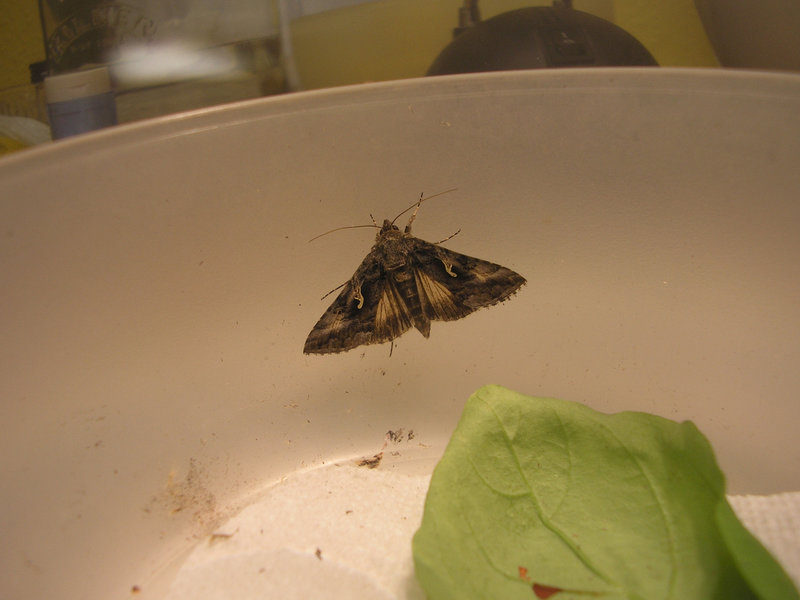 Now he's a 'Silver Y' Moth