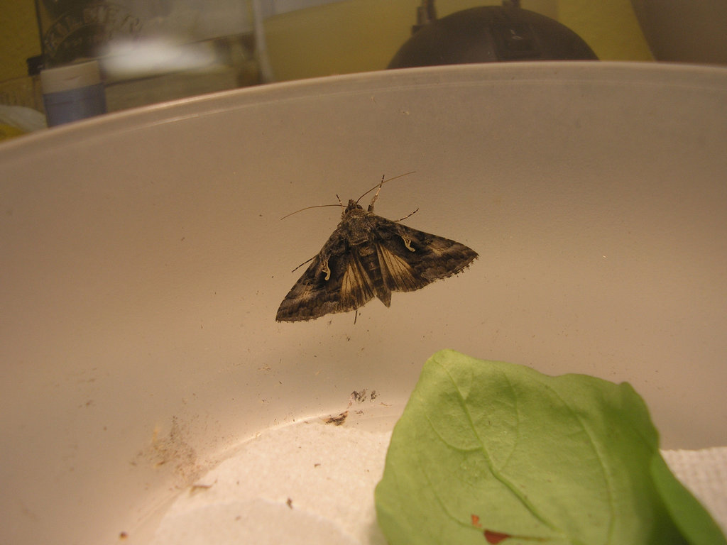 Now he's a 'Silver Y' Moth