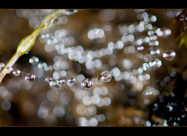 Nature's Ornaments and a Tiny Friend